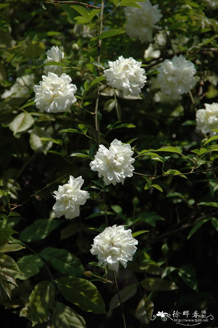 菠菜是什么意思