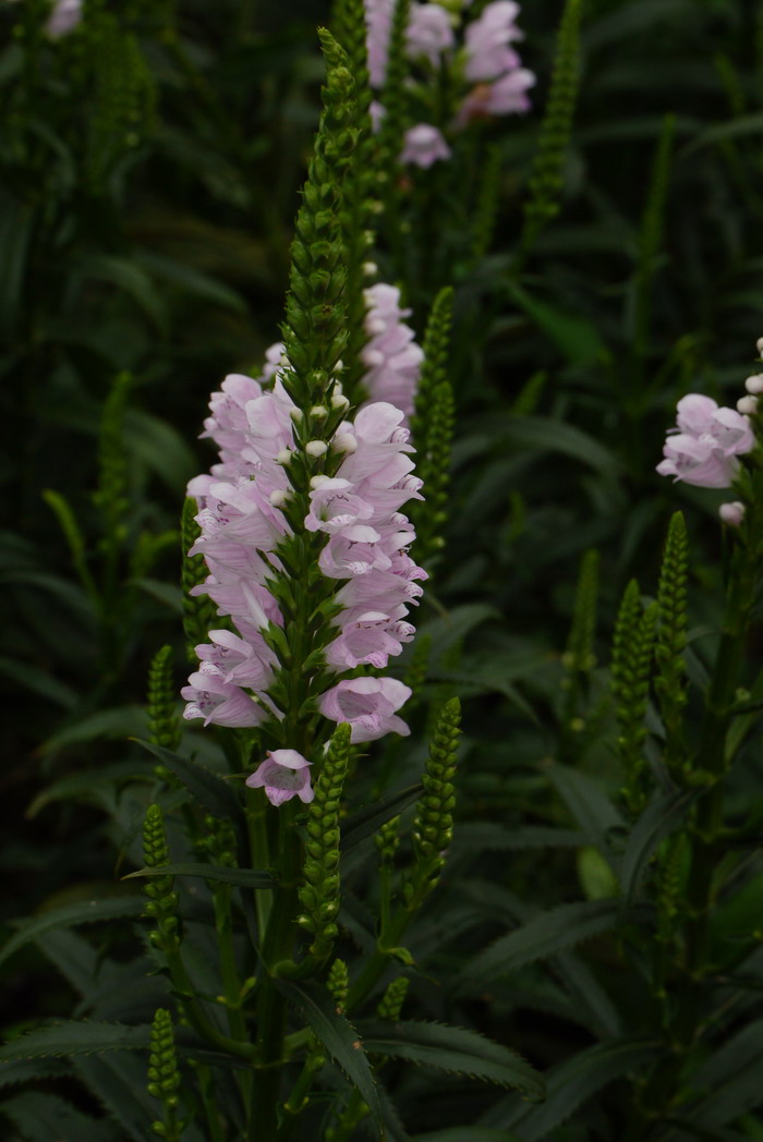 花名大全及花语