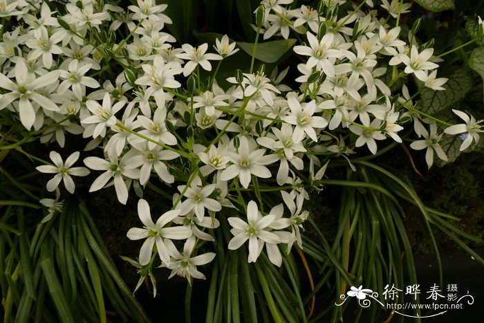 植树节种什么树好