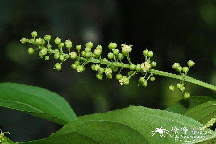 宝莲灯花图片