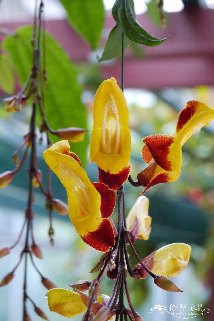 苹果花图片