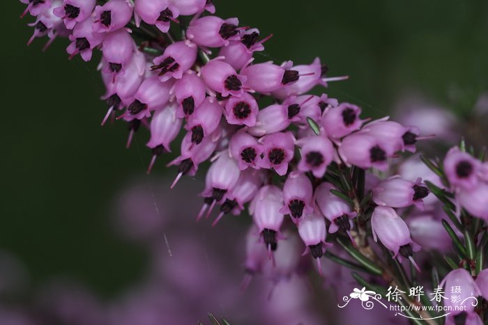 山茶花什么时候开