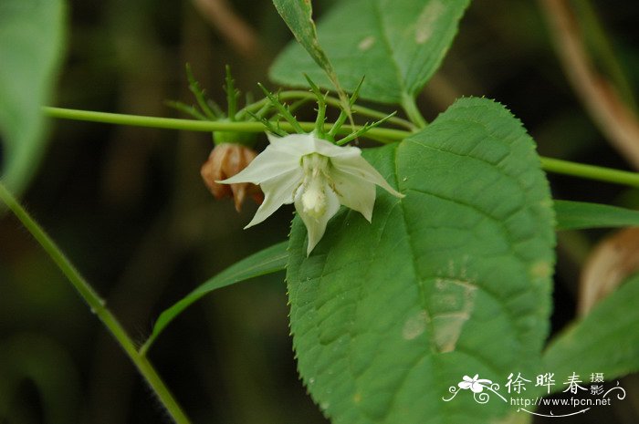 蓝莓开花图片