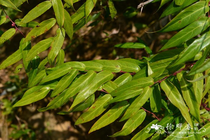 油茶苗价格多少钱一棵