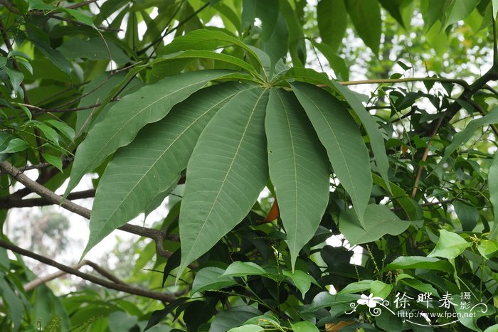 幸福树用什么肥料