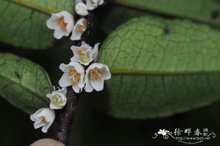 玫瑰花的生长过程