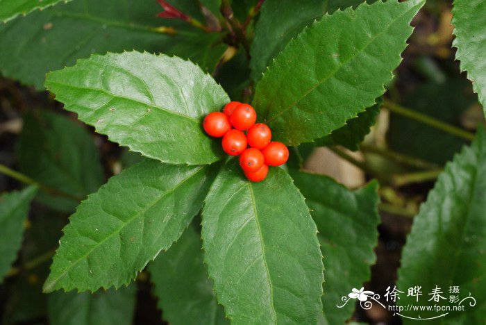 水芹菜为什么要焯水