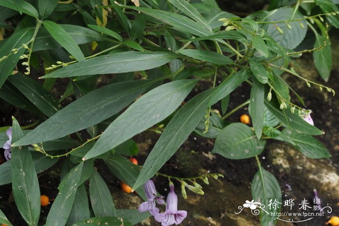 白菜花图片大全