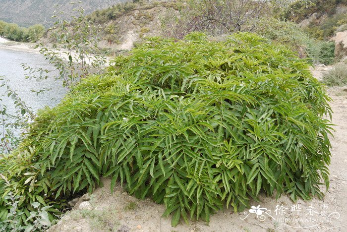 水仙花如何雕刻视频