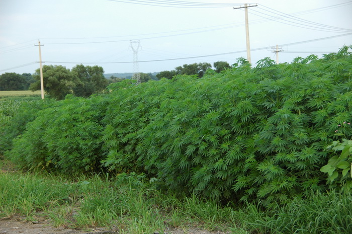 豆科植物