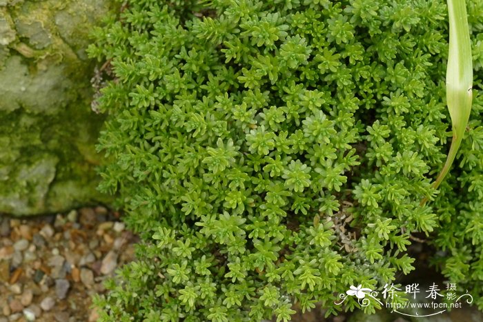 豆角种植时间和技术