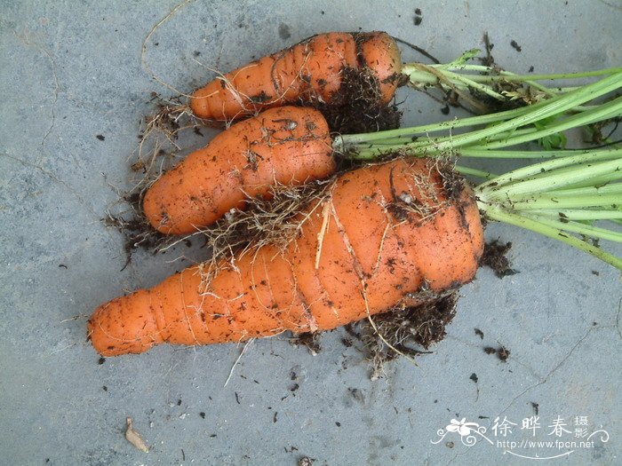 白玉兰花图片