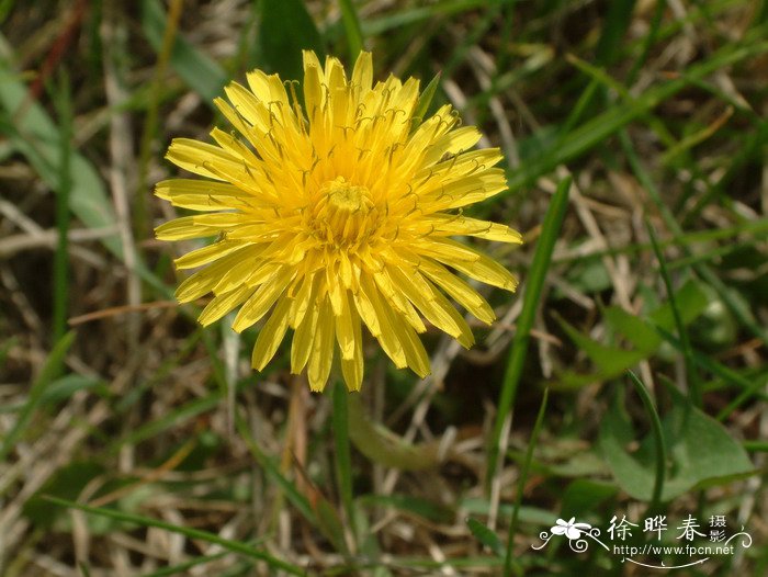 水培花卉大全