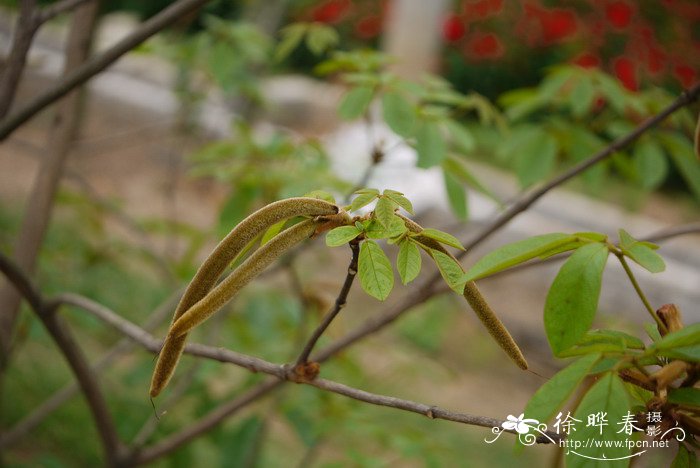 香椿芽怎么吃