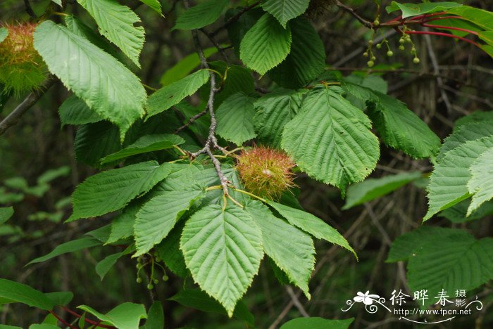 丁香花几月份开花