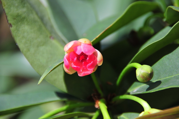 丁香花花语