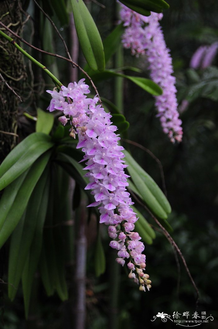 石家庄鲜花网速递