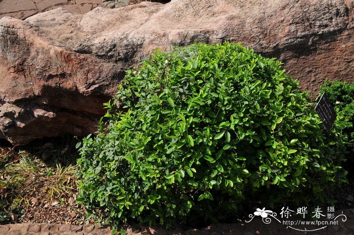 大叶落地生根开花图片