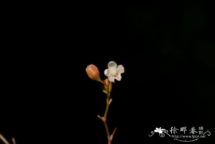 水仙花什么时候开