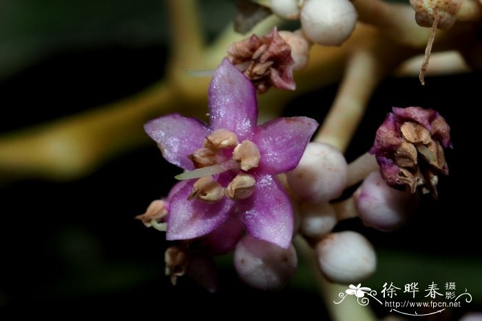 罗布麻茶价格