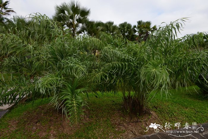 室内绿植品种大全图片