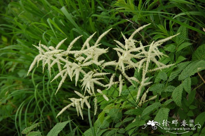 迎春花又名