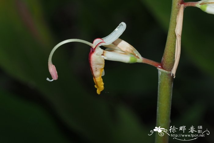 水仙花几点开花