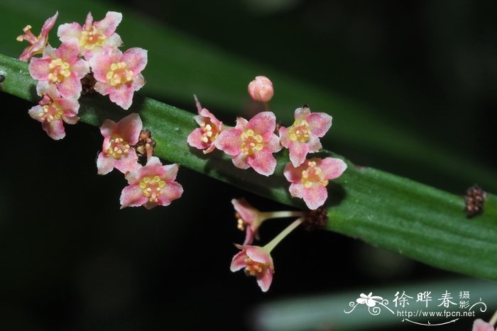 黑心菊