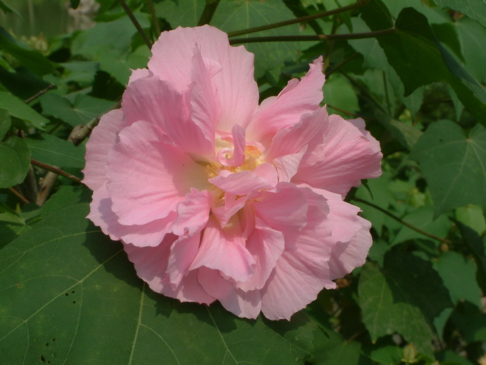 白菊花图片祭奠图片