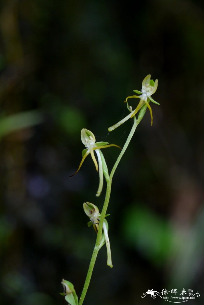 玫瑰搭配什么花茶好