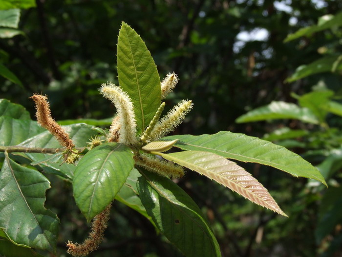 花束包装教程