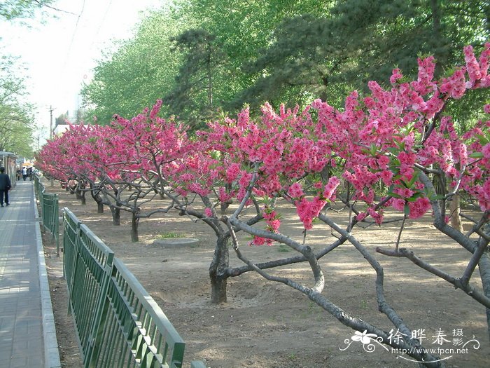 铃兰的花语