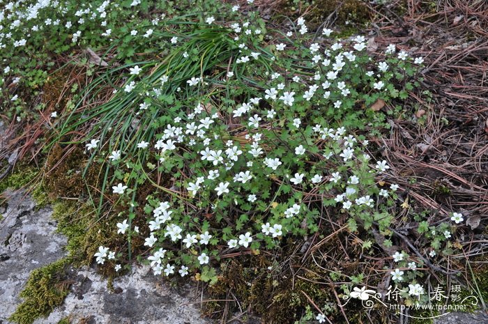 百合花怎么水养更长久