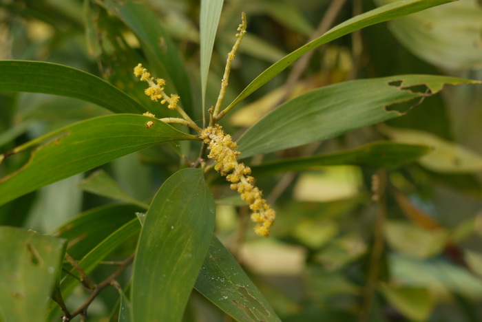 植树节适合种什么树