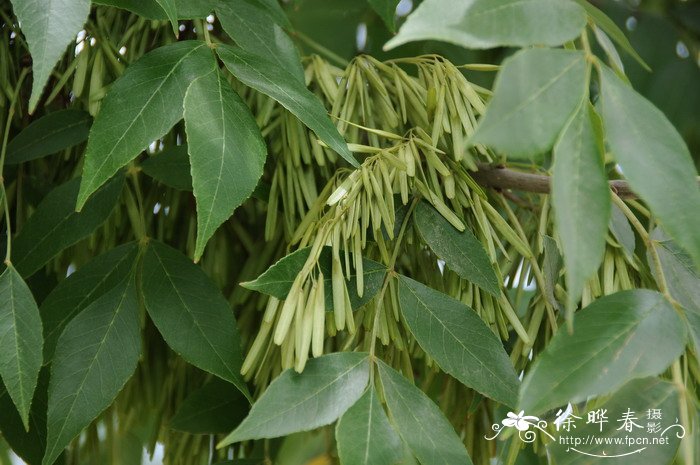 水仙花的寓意和象征