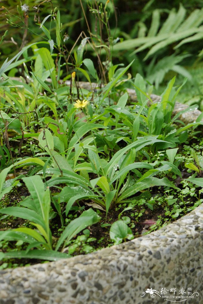 花名大全及花语