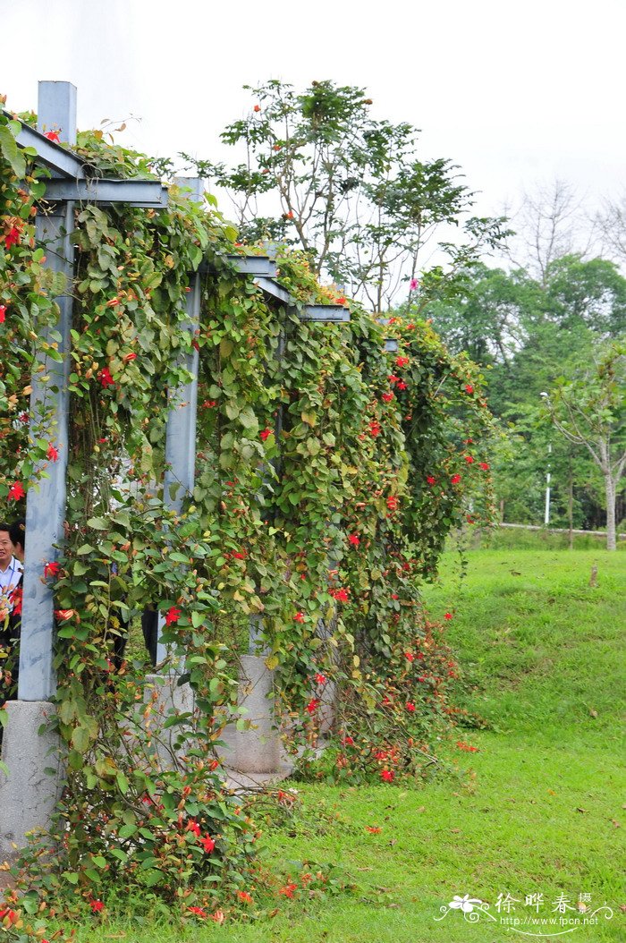 蓝莓什么季节成熟