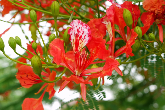 油菜花图片