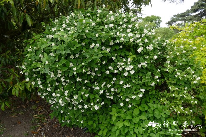 沙漠植物有哪些