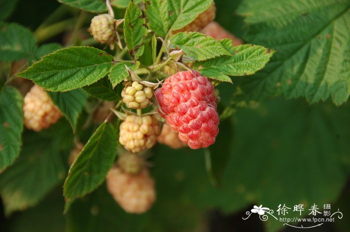 代表友谊的花