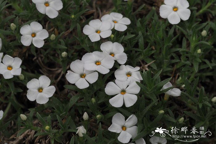 天津市花