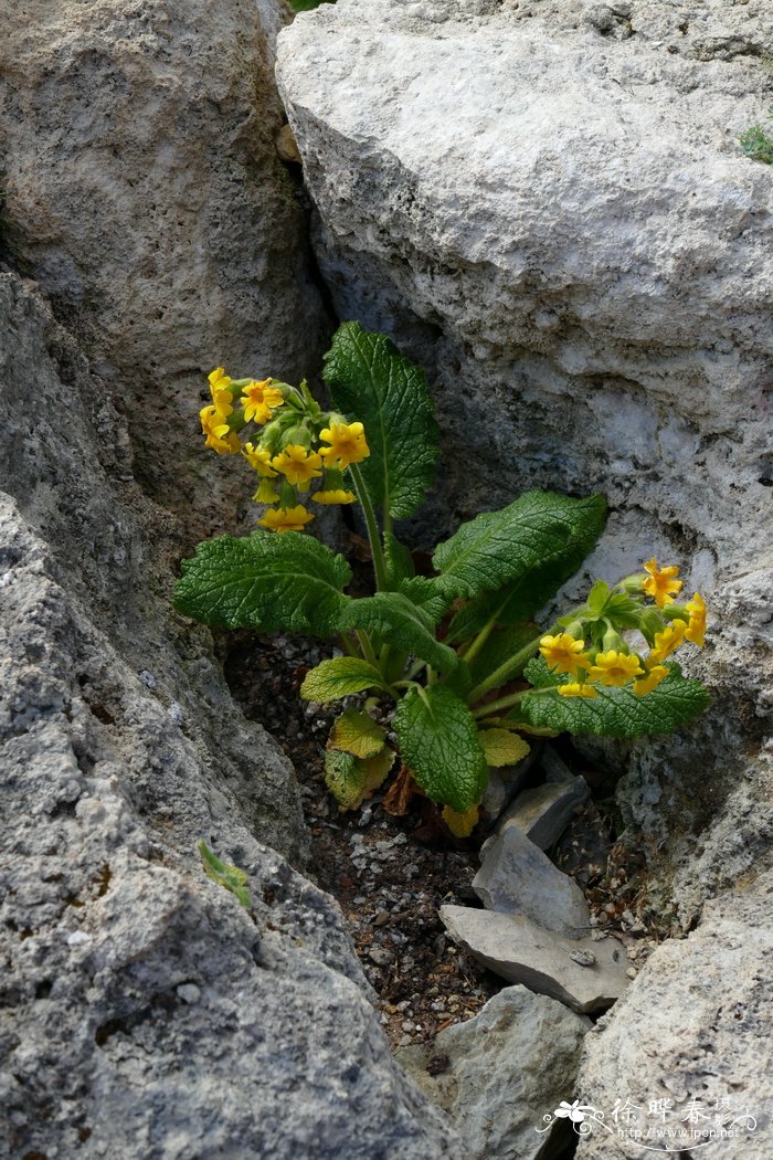 杜鹃花开花时间