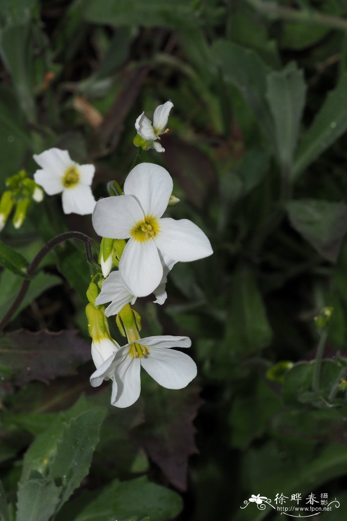 送百合花代表什么意思