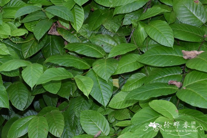 那种花除甲醛最好