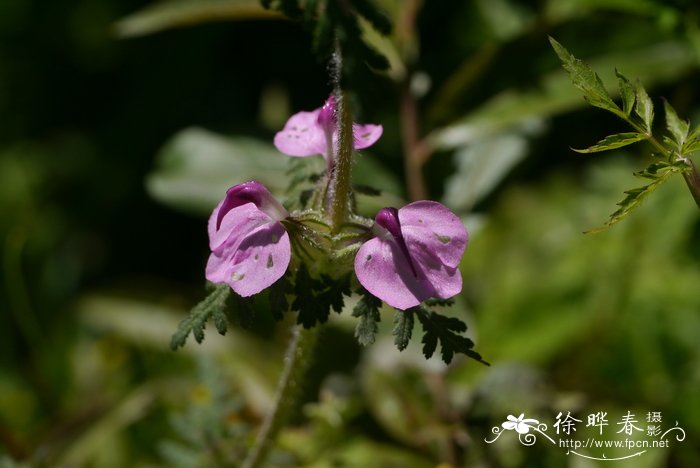 水培水仙花正确养法