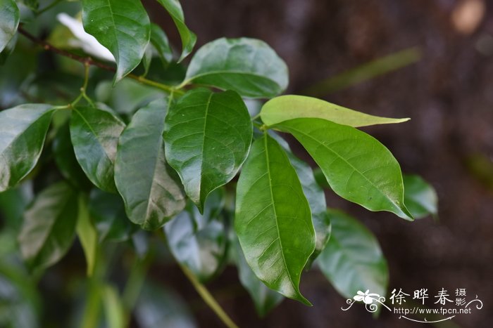 金边瑞香一年开几次花