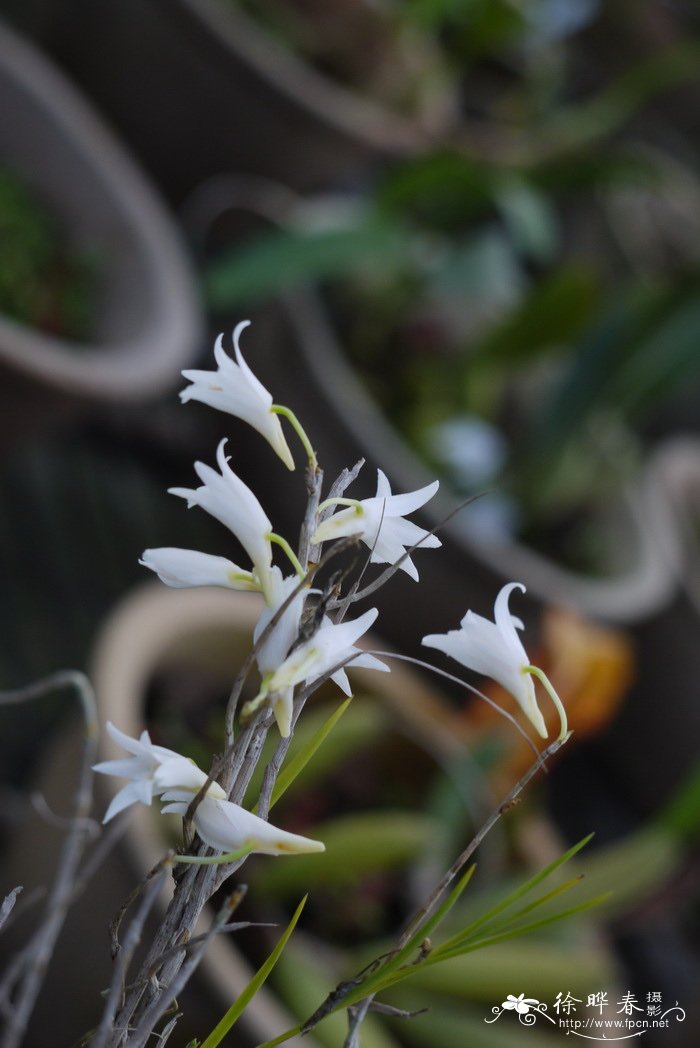 香港的市花是什么花啊