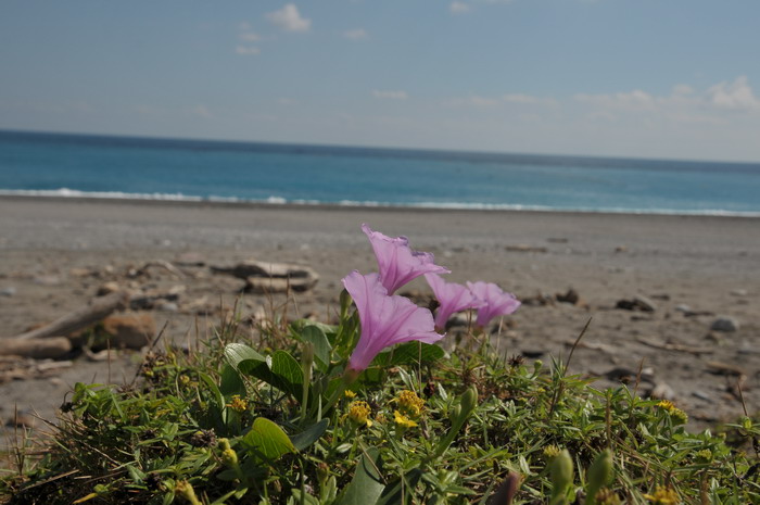 葛根花