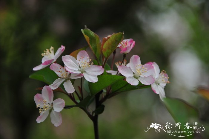 攀枝花苏铁