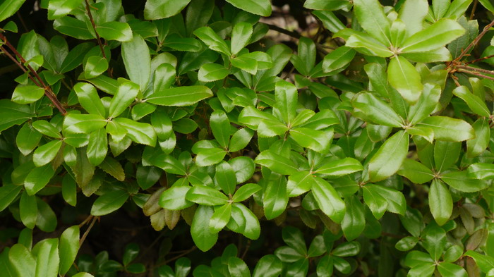 金银花的种植基地